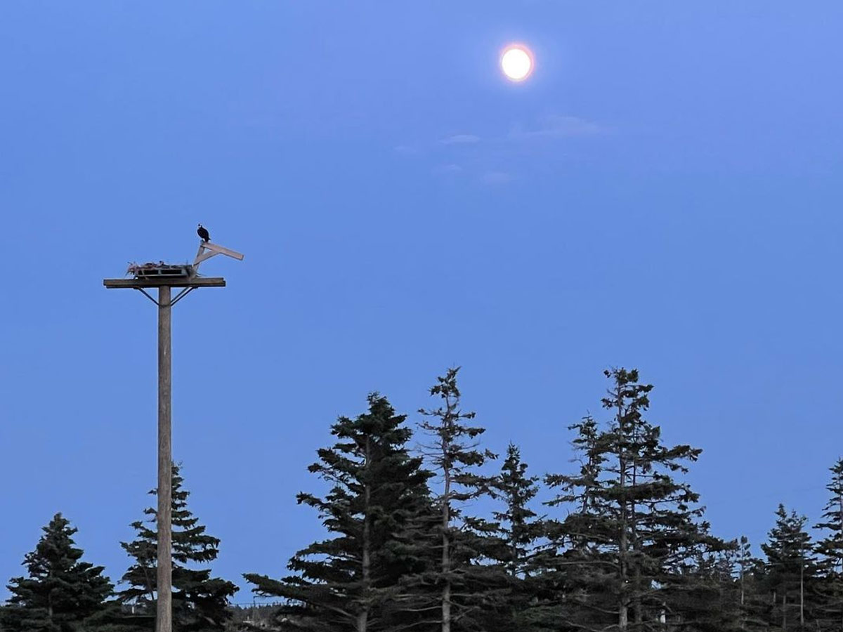 osprey-night-moon