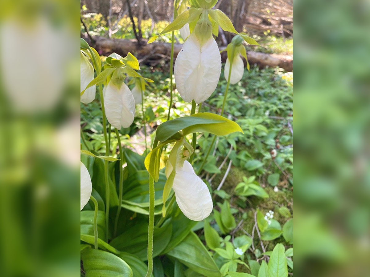 white-lady-slippers
